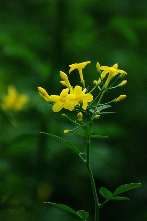 花卉大全|花卉图片大全丨花百科百花图谱